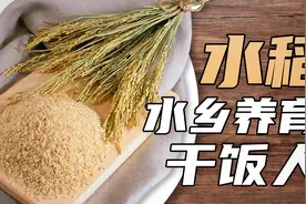 【鬼谷闲谈】水稻驯化史：干饭人是怎么养成的视频封面