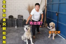 金毛带回来只阿拉斯加，觉得它可怜让小虎收养，你们说怎么处理？视频封面