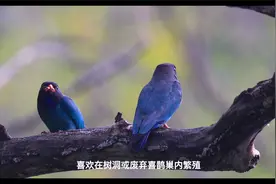 ”双减”三分钟 | 走进自然——三宝鸟视频封面