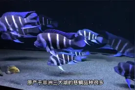 5种适合养在客厅里的鱼，最后一种，新手鱼友也能养好！视频封面