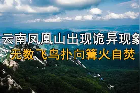 云南凤凰山出现诡异现象，每年七月鬼节时，无数飞鸟扑向篝火自焚视频封面