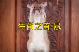 十二生肖-鼠
