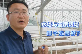 水培种菜与基质栽培，哪个效果好？对比还是很明显