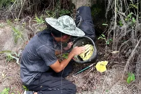 诱蜂桶的原理是什么，放在哪些位置才能把蜜蜂引来诱蜂桶内筑巢视频封面