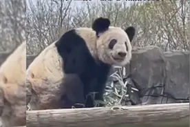 丫丫身体逐渐好转，已有力气爬上木架子了！我们等你回家视频封面