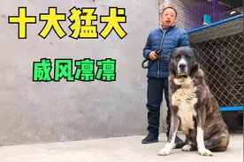 欣赏下这只虎皮中亚犬，体型好头版漂亮，性格超凶猛视频封面