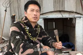 精品黑狼犬用马犬配种，一口气生出八只小狗，肚子里面还有几只呢视频封面