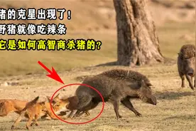 野猪的克星出现了！吃野猪就像吃辣条，看它是如何高智商杀猪的？视频封面