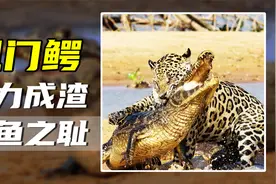 美洲豹锁颈单杀，扬子鳄都能稳赢，鳄鱼之耻凯门鳄为啥没灭绝？