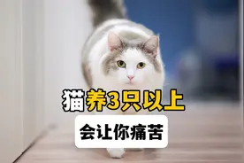 猫不能养太多，3只以上，会让你痛苦视频封面