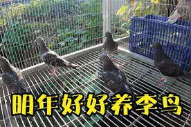 130公里归巢第二天，鸽子恢复的不错，明年开始专心培育关赛李鸟