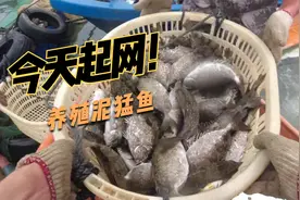 今天兄弟家起网养殖泥猛鱼视频封面