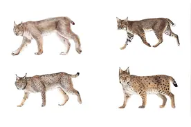 山猫家族：中小型猫科动物里的“王牌家族”，战力个顶个的强视频封面