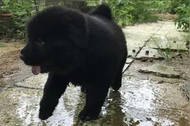 少见的土狗黑松狮犬，长大50斤，抢得快二话不说直接拿下