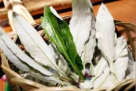 用叶子做成的衣服？火草是什么神奇的植物？