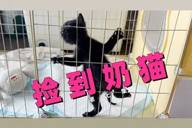 捡到的小奶猫和家里大猫首次见面，原住民却落荒而逃？视频封面