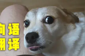 给戏精狗狗换上这个配乐，氛围一下就诡异了起来视频封面
