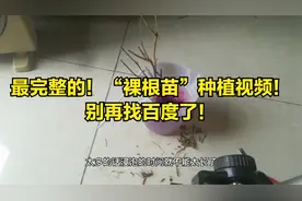 今天教你怎样种植裸根苗，学会了不用再找“老花匠”视频封面