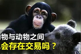 动物与动物之间，也会存在某种交易行为吗？视频封面