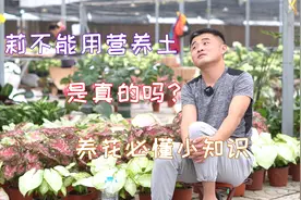 网上说茉莉花不能用营养土种植，是真的吗？养花必懂小知识。视频封面