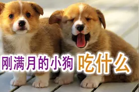 刚满月的小狗吃什么