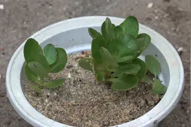 沙子扦插长寿花不长主根？用好这个技巧，全是壮根视频封面