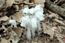 安徽大别山里发现神奇仙草“冥界之花”，通体洁白如玉，十分罕见视频封面