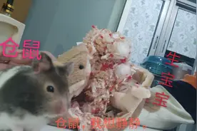 两个星期大肚子的仓鼠，生了八只仓鼠宝宝，女友决定买奶粉给它吃