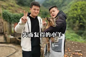 丢了三天的小羊，两兄弟想了这么一个办法，终于找回来了，开心！视频封面