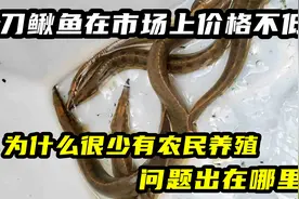 刀鳅鱼在市场上价格不低，为什么很少有农民养殖？问题出在哪里视频封面