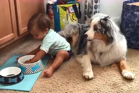 小宝宝主动喂狗狗吃饭饭，接下来狗狗的动作，一旁爸妈都被暖到了