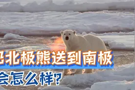 为什么南极没有北极熊？假如把北极熊运往南极，它能生存下去吗？视频封面