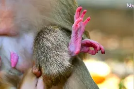 猴妈妈罗莎没有母乳的情况下捡起罗曼的腿视频封面