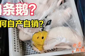 养鹅大王：养鹅户如何自救？大鹅走向市场的好方法！老张这样做的视频封面