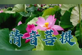 清音菩提，之古筝加长完整，减缓压力，放松心情，修身养性。视频封面