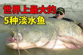 世界上最大的5种淡水鱼，你见过重达1吨的河流巨怪吗？视频封面