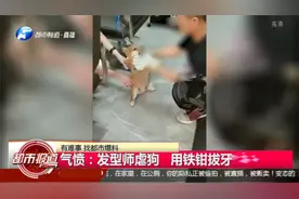 无人性！理发师铁钳拔狗牙，小狗惨叫尿失禁，拍视频发群内炫耀视频封面