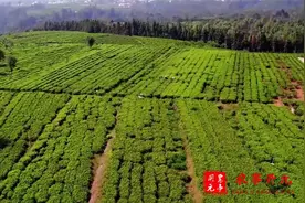 平利名优茶生产关键技术视频封面