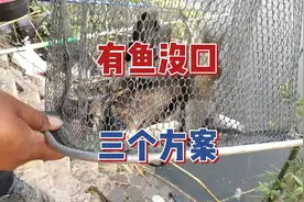 窝里都是鱼可就不吃钩，三个方法帮你不空军，野钓时可别一根筋视频封面