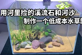用河里捡的溪流石和河沙制作一个低成本水草缸视频封面