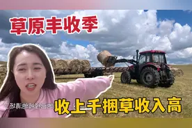 内蒙草原大丰收季，老爸牧场开车收草，上千捆草卖价高收入上万视频封面