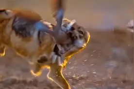 胡狼吃鸡，展现精彩捕猎技巧，不断尝试终得回报。视频封面