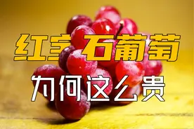 一串就能卖到1.2万美元的日本罗马红宝石葡萄为什么这么贵！视频封面