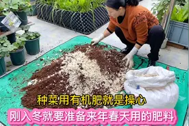 用有机肥种有机蔬菜 刚入冬就要发酵来年春天用的油饼豆渣肥