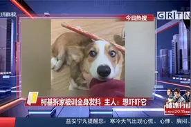 柯基拆家被训全身发抖 主人：想吓吓它视频封面