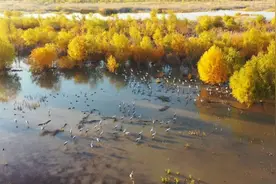 专家观点：爱护自然  保护湿地  保护生物多样性丨《热线12》视频封面