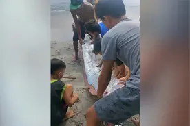 菲律宾发生地震后不久一条怪鱼被海浪卷上沙滩 居民纷纷上前围观视频封面