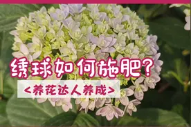 养绣球不知道应该如何施肥？来看看园艺师是如何让绣球花头硕大的视频封面