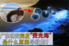 广东珠海出现夜光藻，海水变成粉紫色，会蔓延到其他海域吗？视频封面