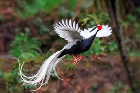 白鹇，看起来颇有仙鸟的气质，器宇轩昂，鸟中仙子！